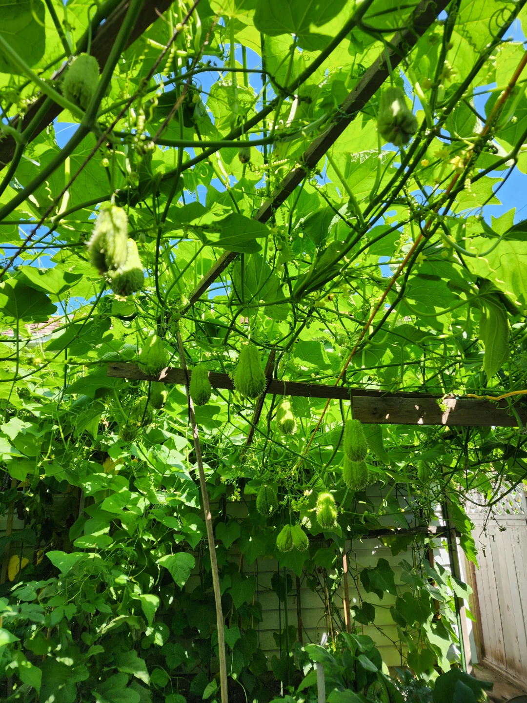 $1  Fresh On the Vine Chayote Squash - photo 4