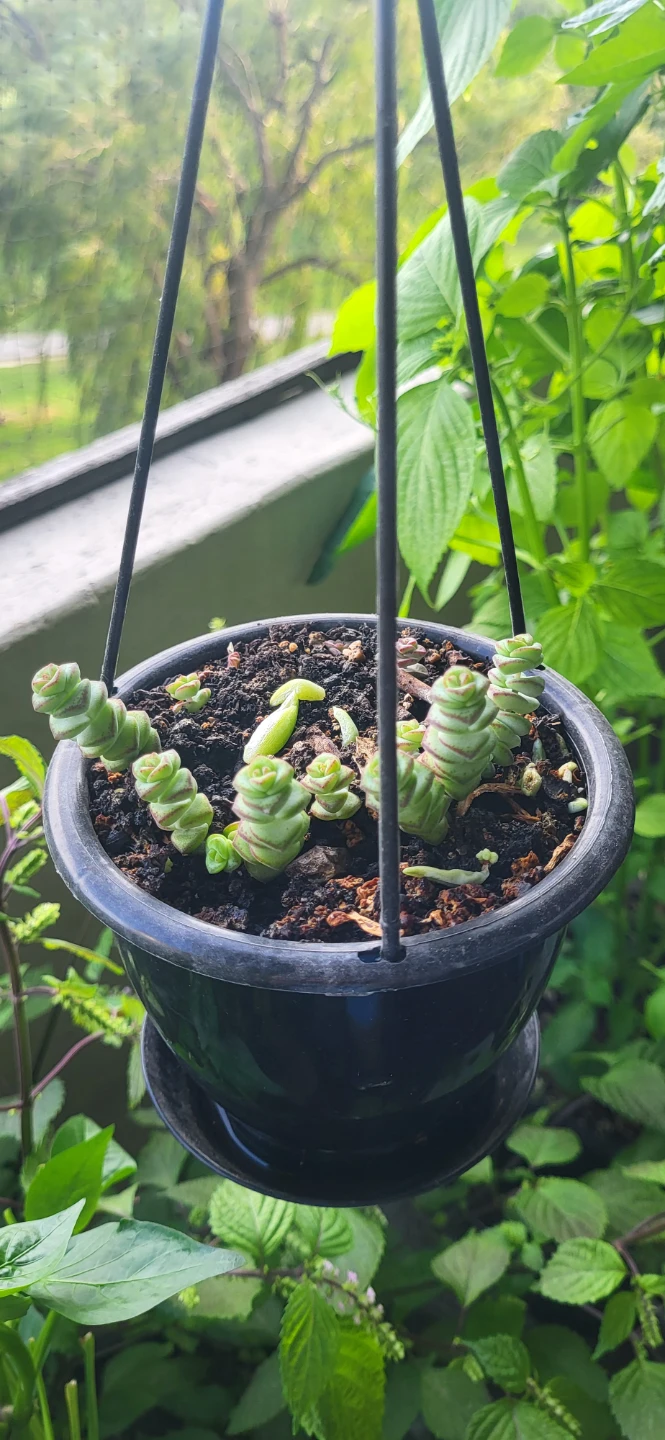 Crassula Marinela - photo 2