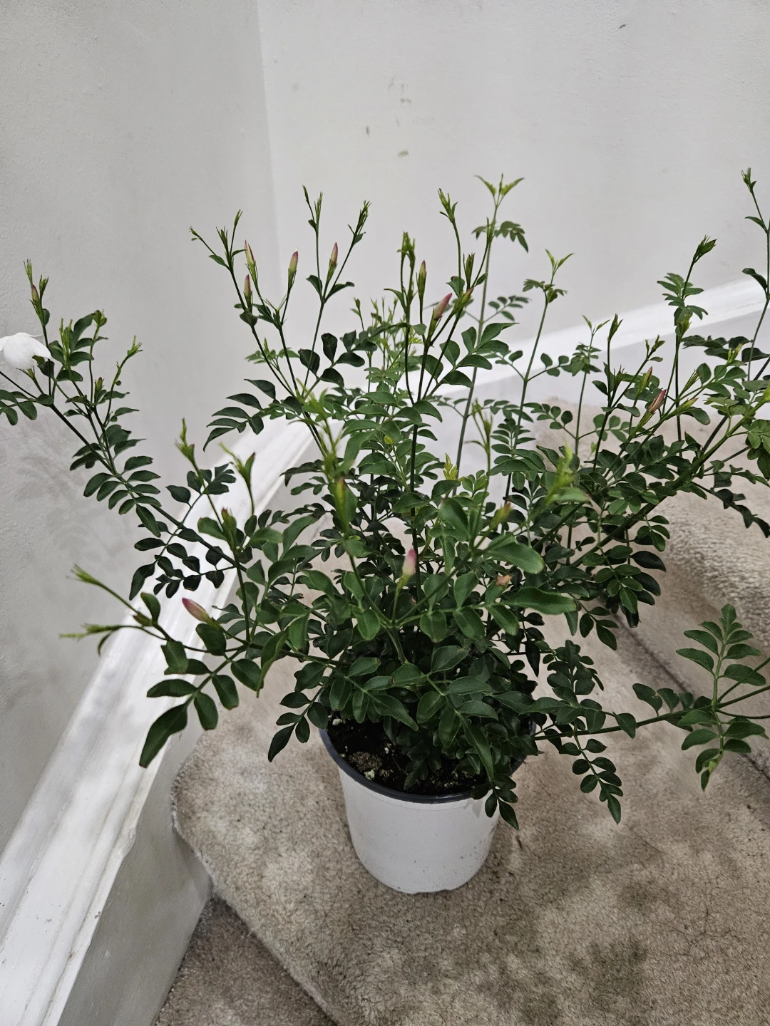 Jasmine Polyanthum Houseplant