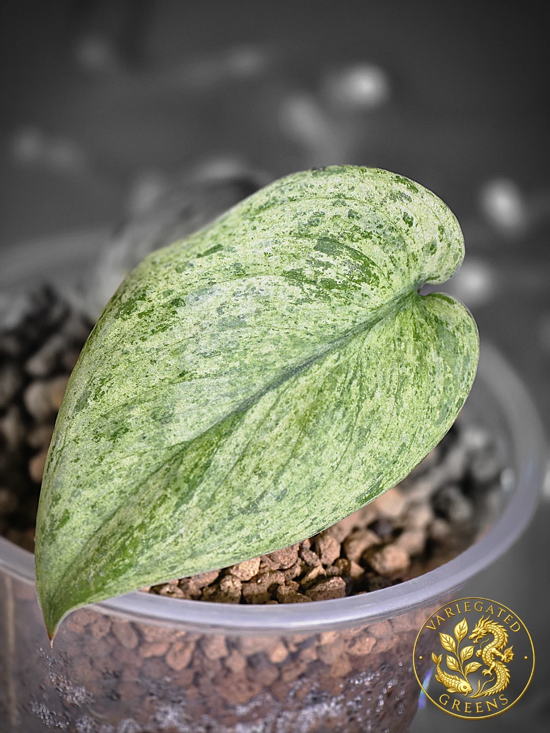 Scindapsus pictus Halimoon "Illuminated Manuscript"