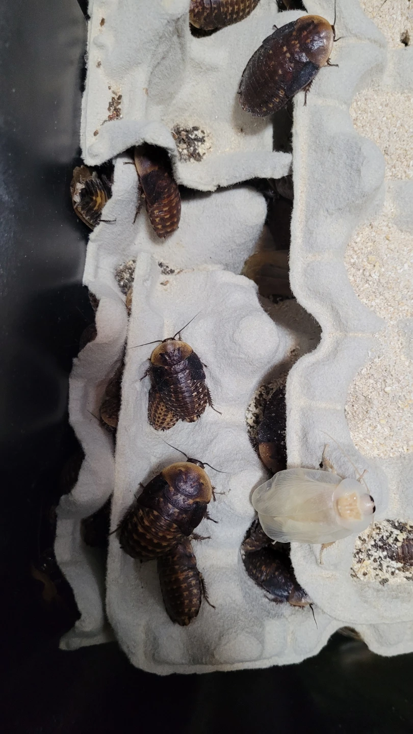 Discoid Roach - photo 2