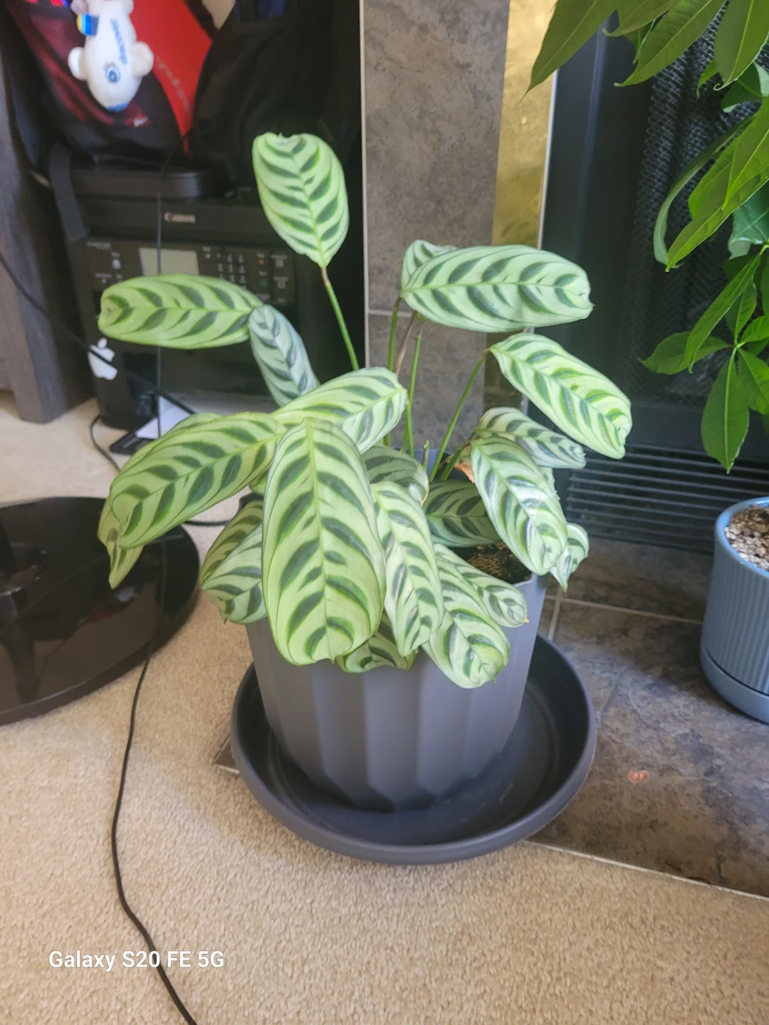 Calathea makoyana (Peacock Plant) - photo 2