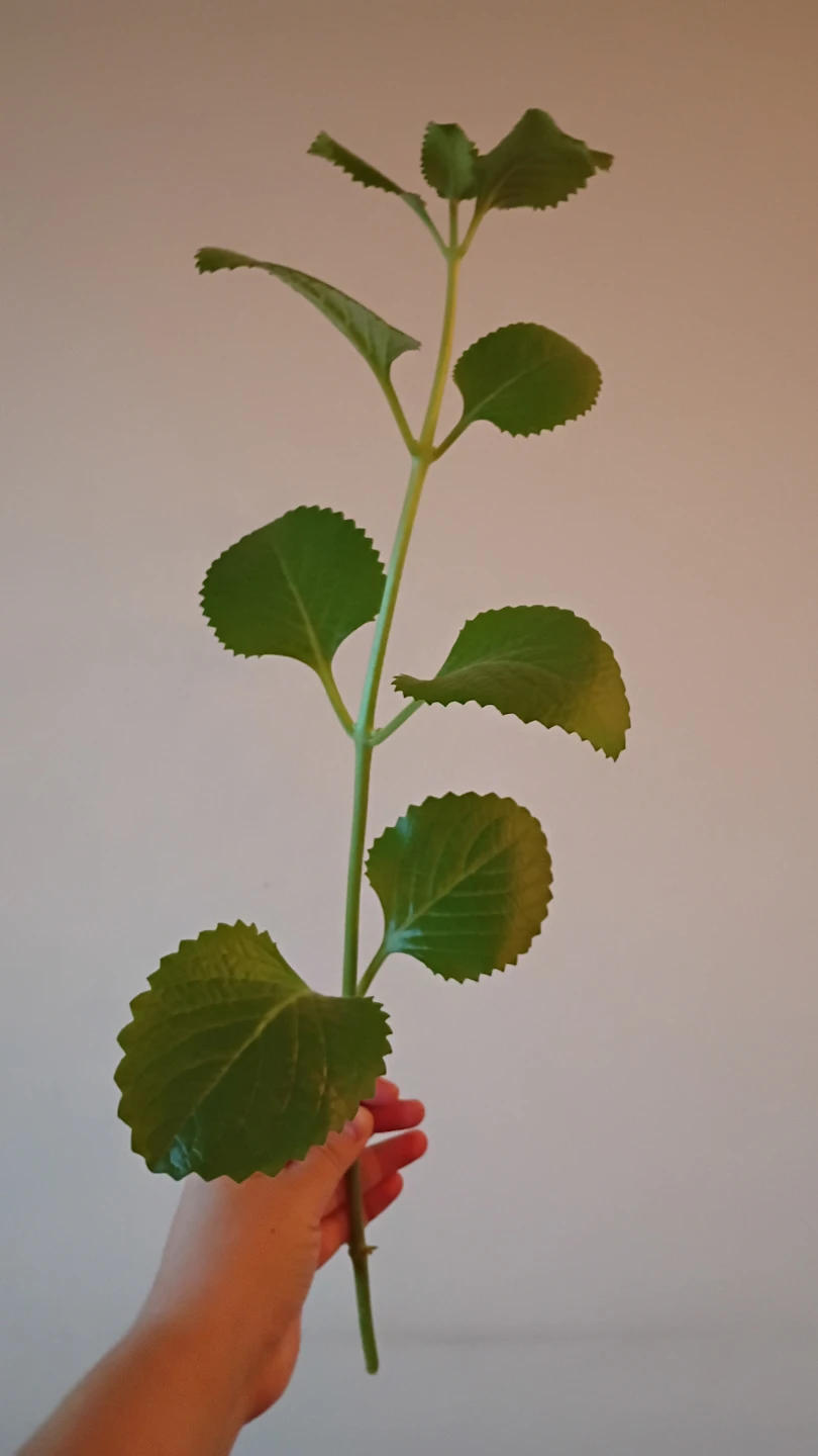 Fresh Herb Cuttings 🏈 - photo 2