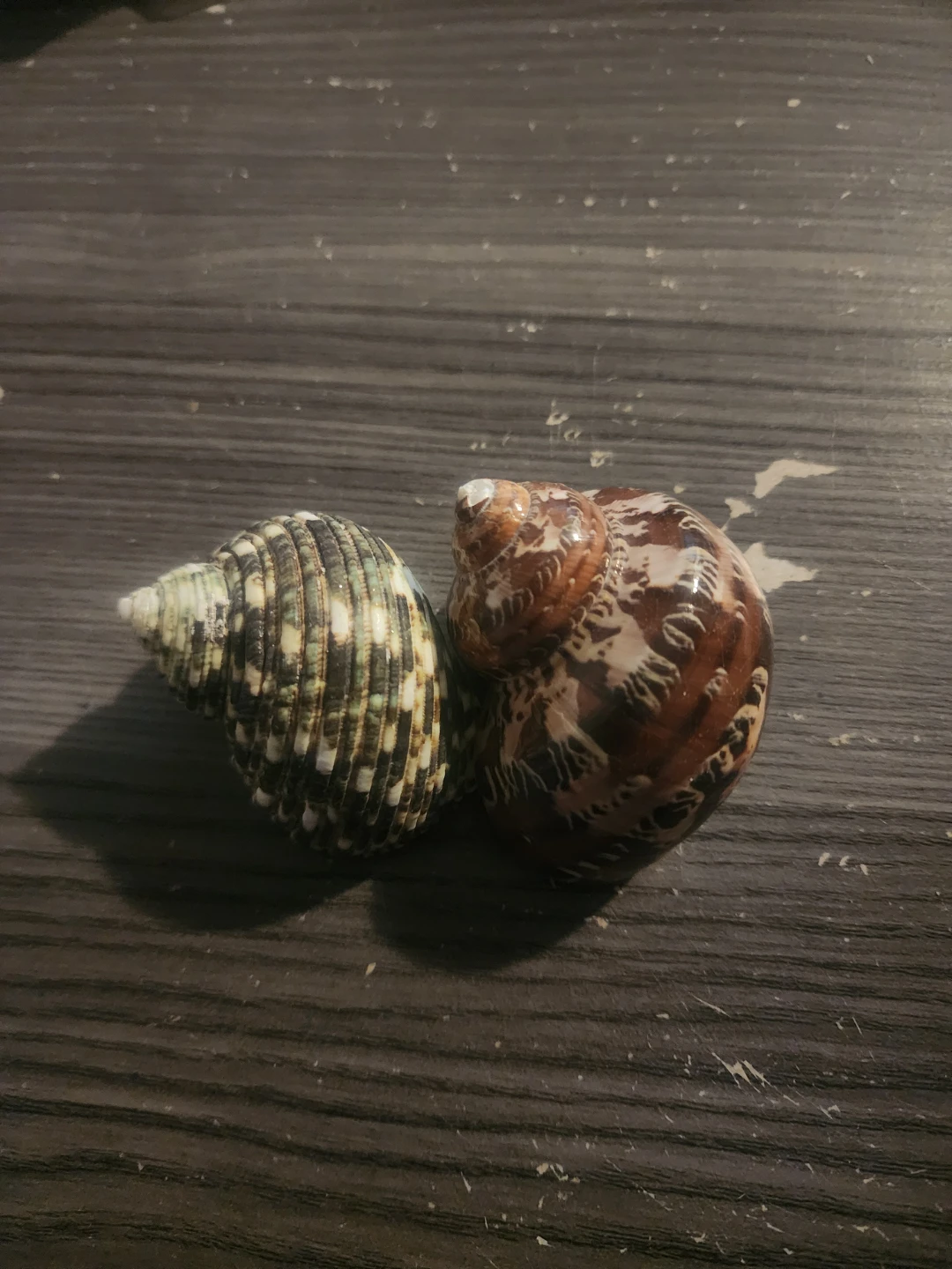 Decorative Seashells - photo 5