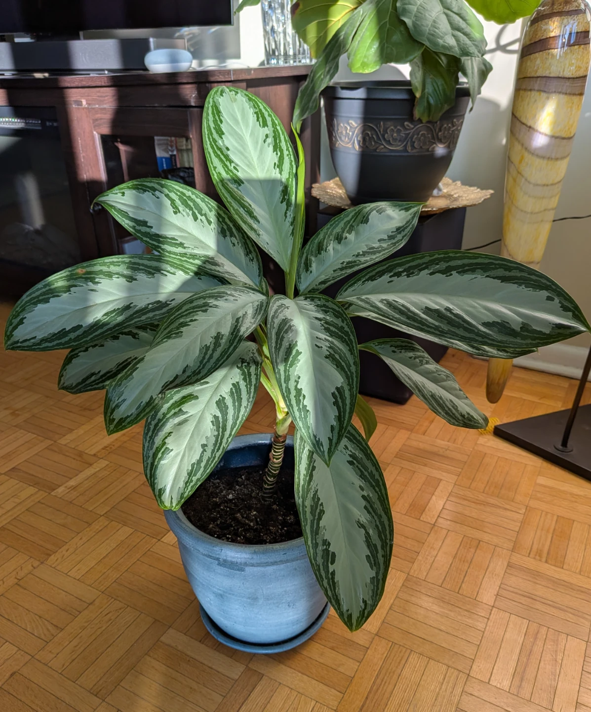 Aglaonema Silver Bay Healthy Houseplant - photo 2