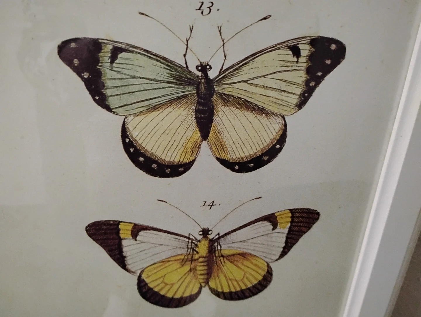 Butterfly 🦋 Picture - photo 4