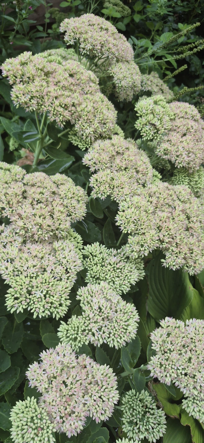 Perennial plants for sale