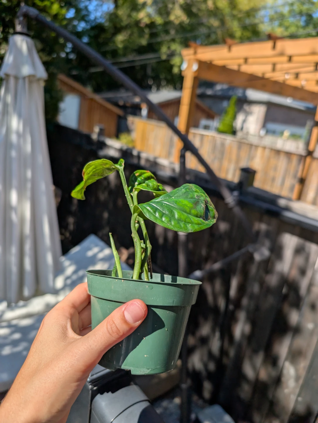 Monstera Peru Plant in pot (semi rare plant) - photo 2