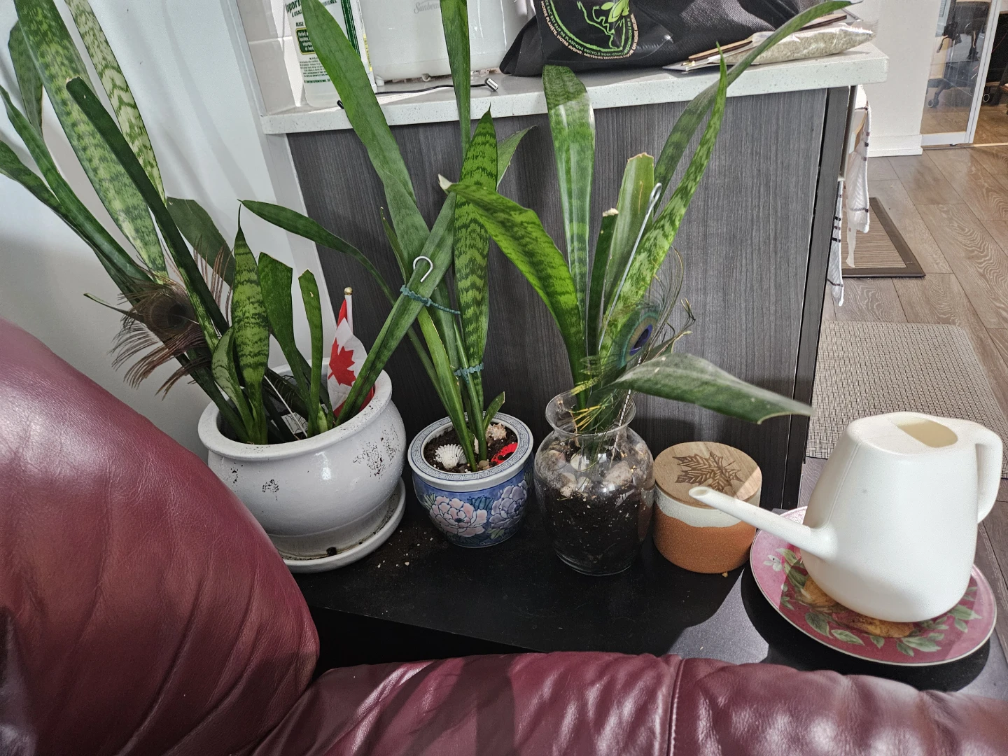 Sansivera plants with table
