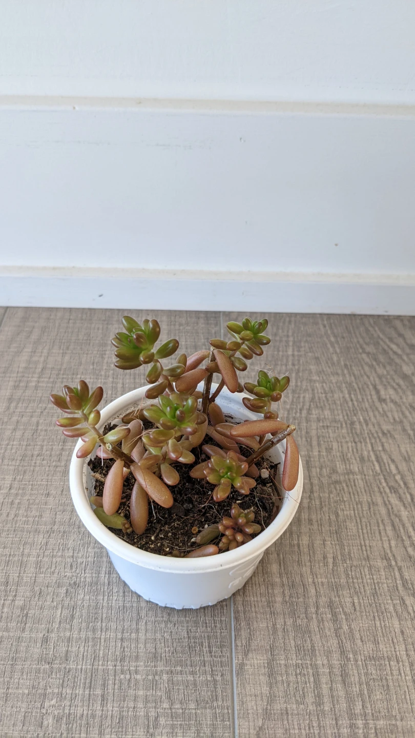 Jelly bean plant - photo 2