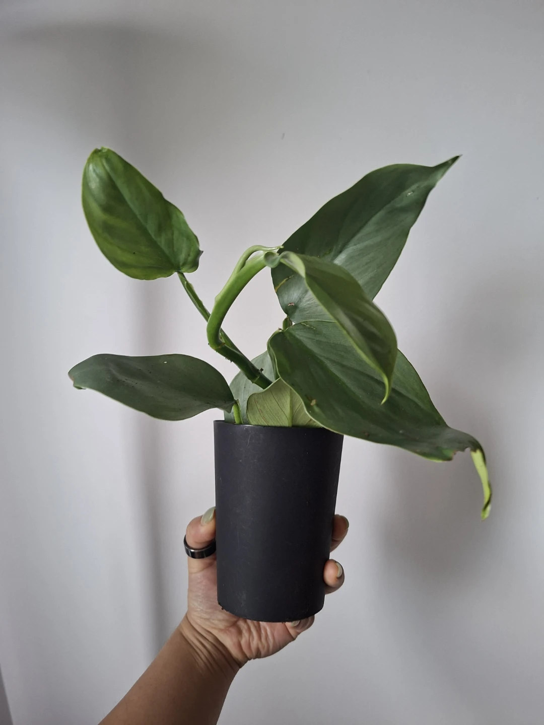 Silver Sword Philodendron
