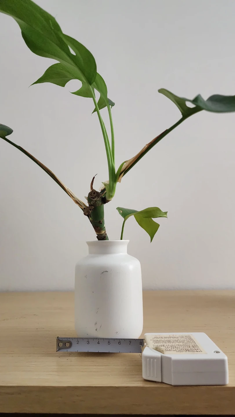 Rhaphidophora Tetrasperma in White Vase - photo 2