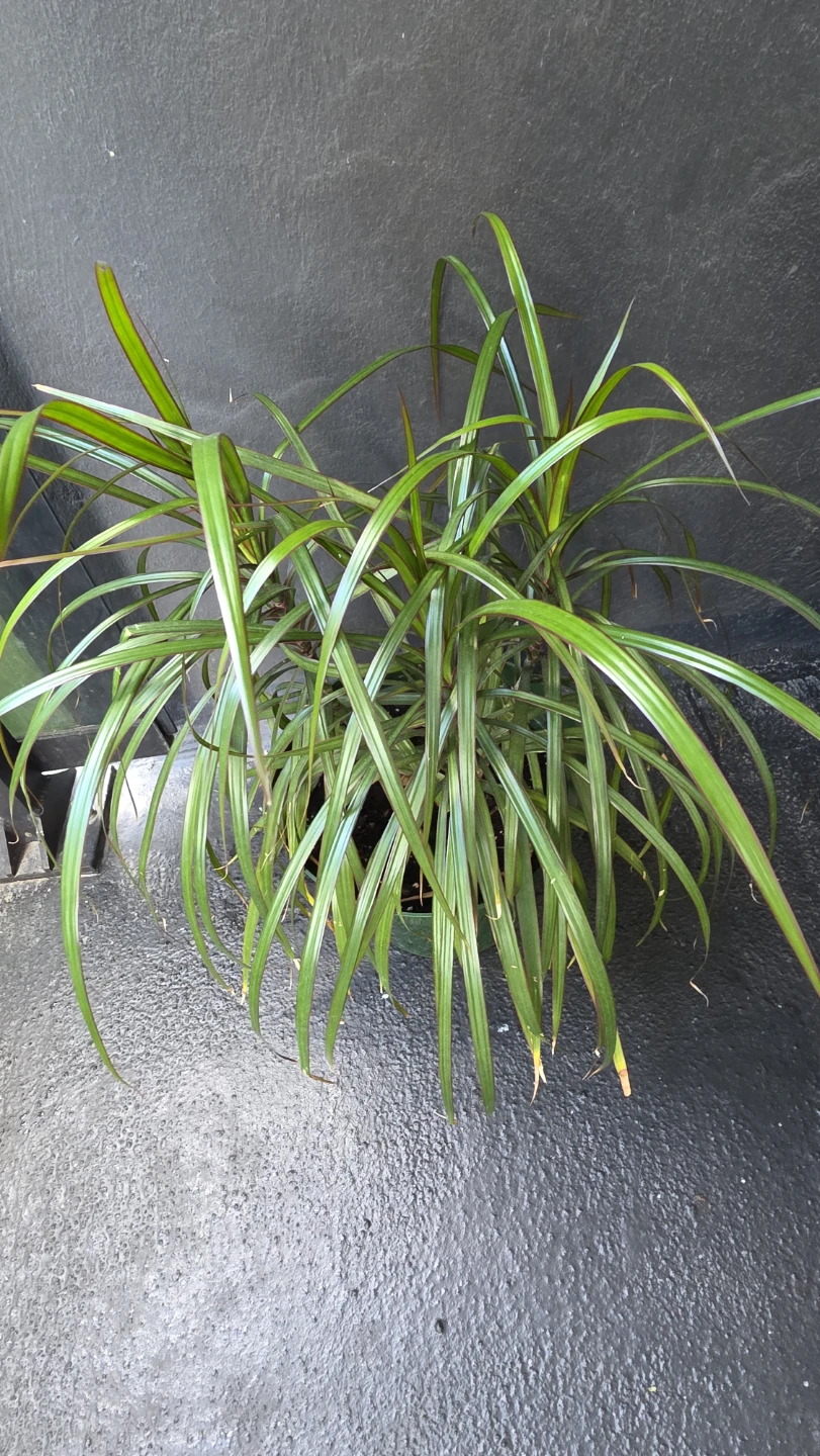 Potted Dracaena Plant - photo 3