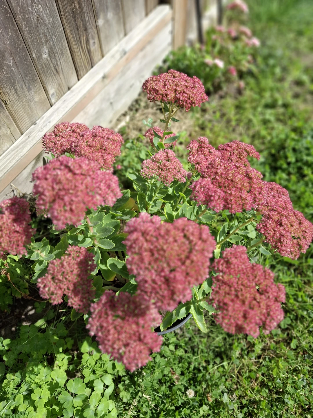 Sedum Autumn Joy Plant - photo 2