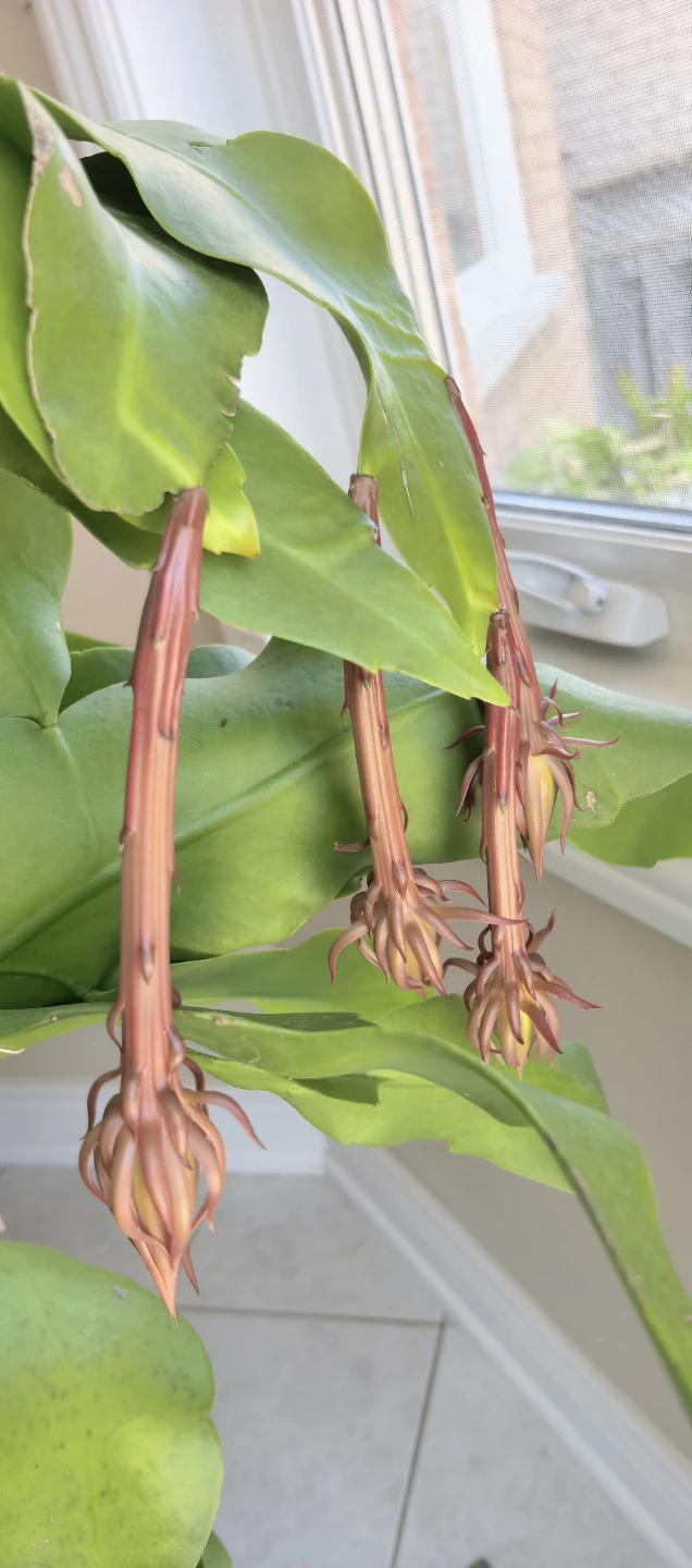 Queen of the Night (‌Epiphyllum oxypetalum) - photo 3