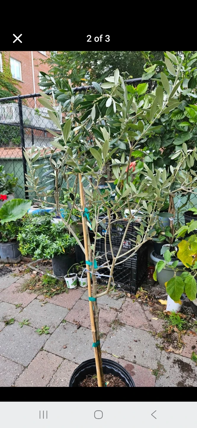 Healthy Olive Tree (4 feet)