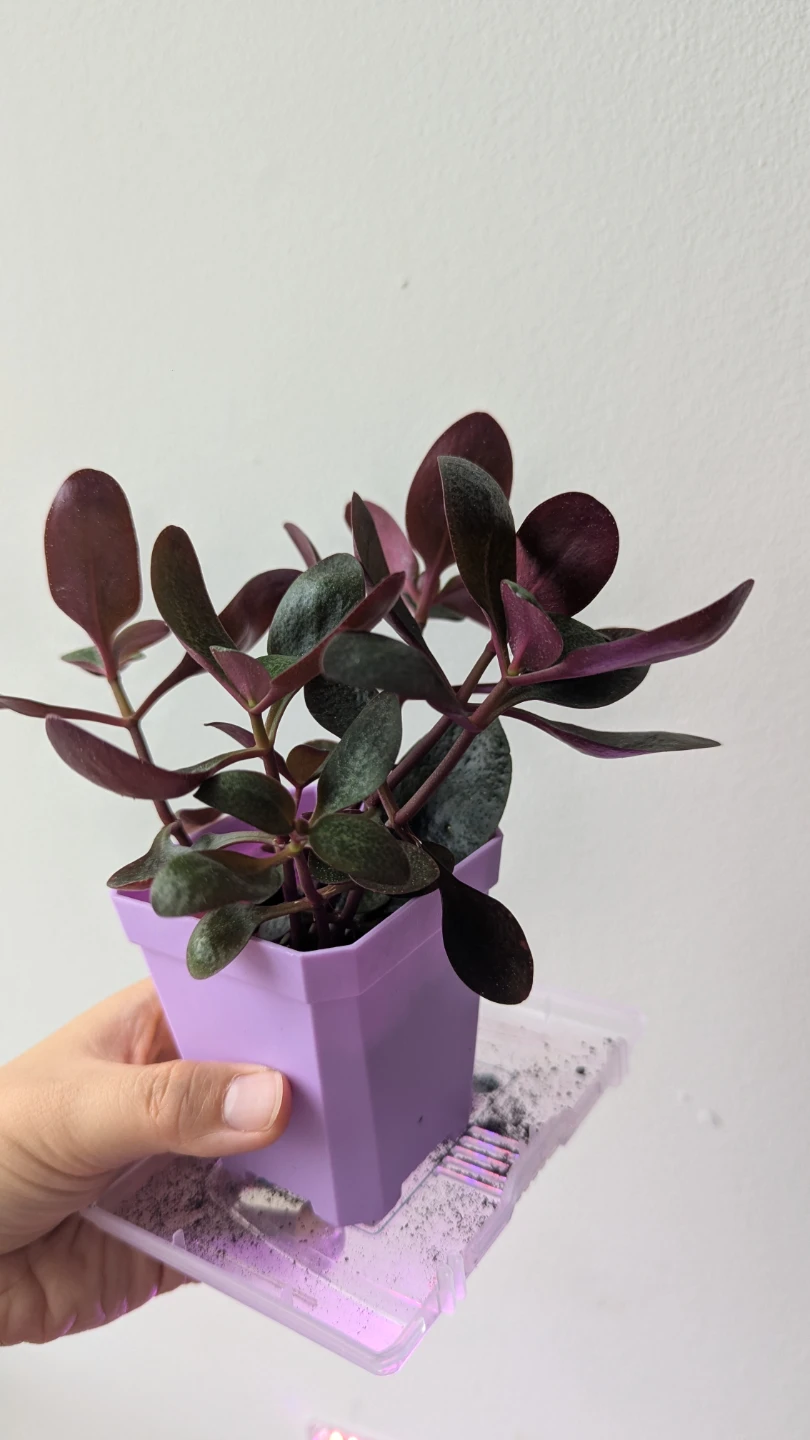 Small Potted Jade Plant