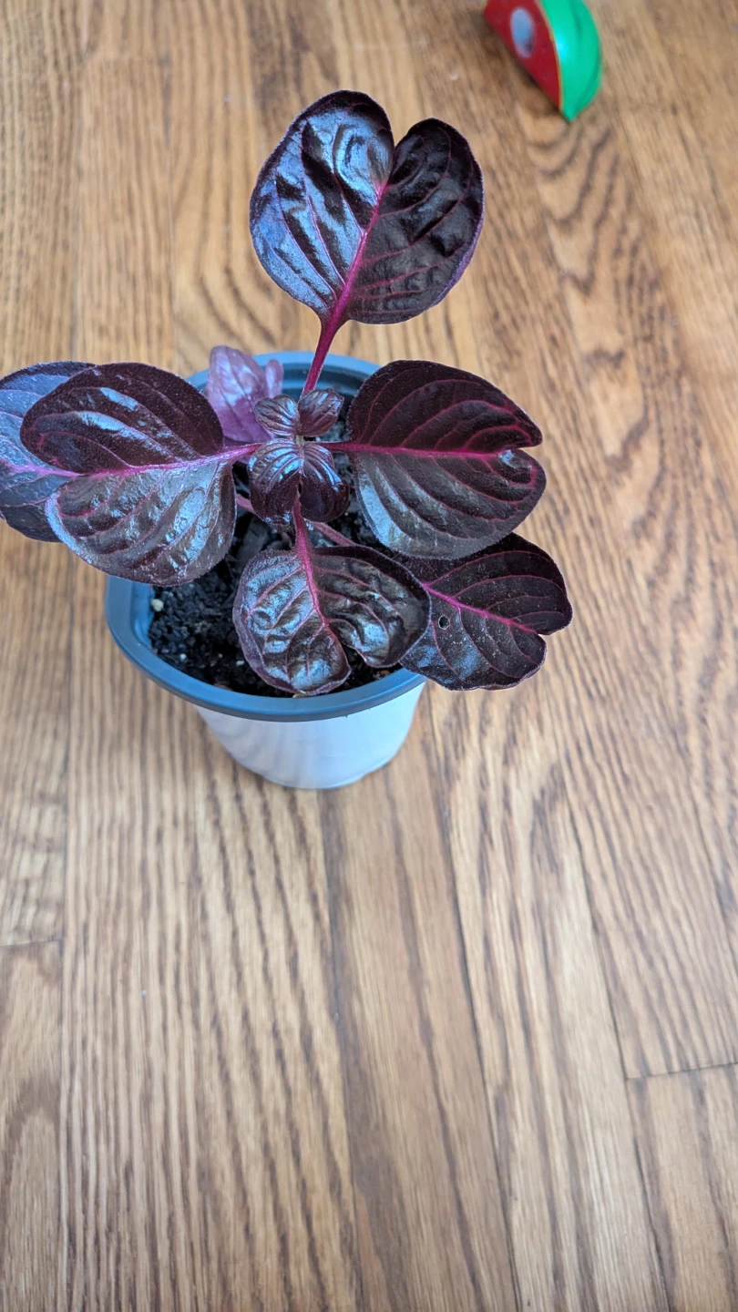 Iresine Bloodleaf plant - photo 3