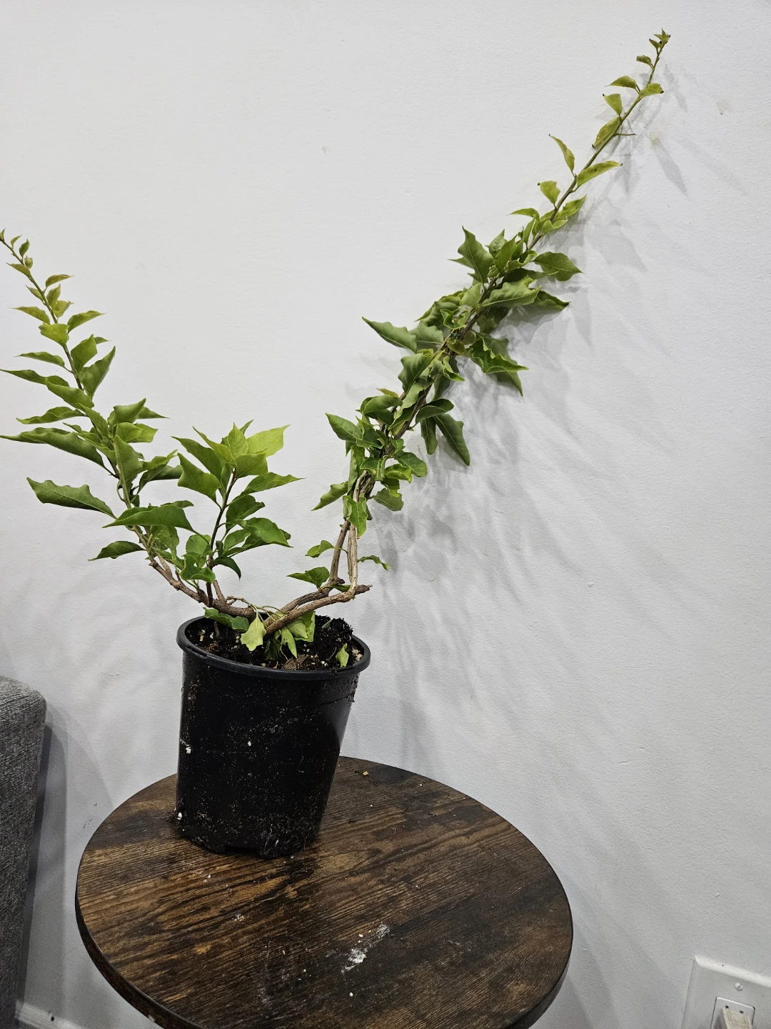 Healthy Green Potted Bougainvillea