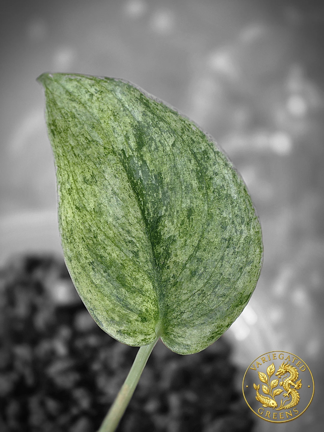 Scindapsus pictus Halimoon "Silent Current"