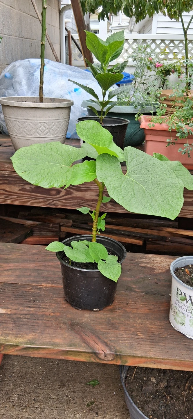 Hoja Santa  Plant in Plastic Pot