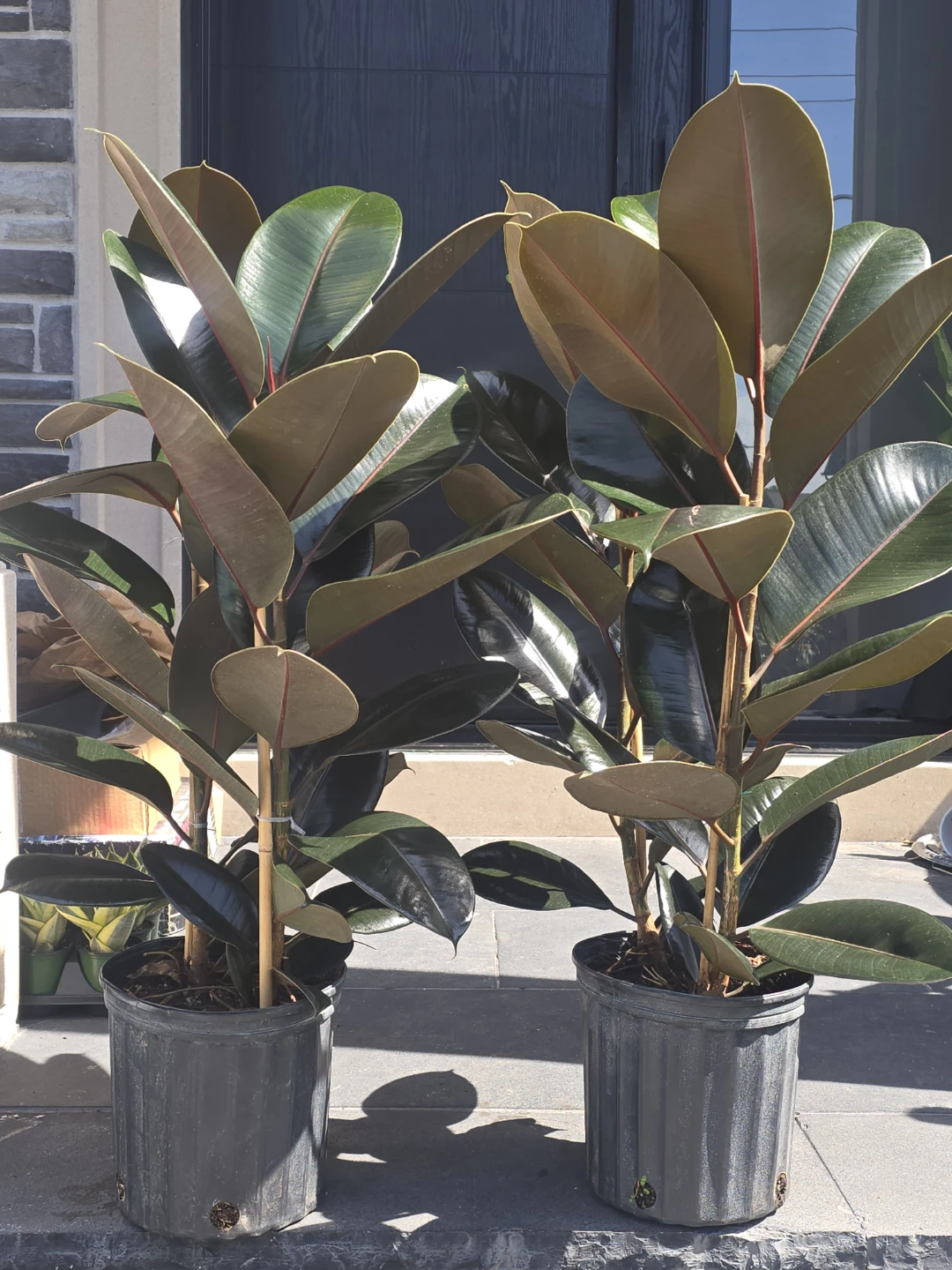 Rubber Plant (Ficus elastica) - photo 3