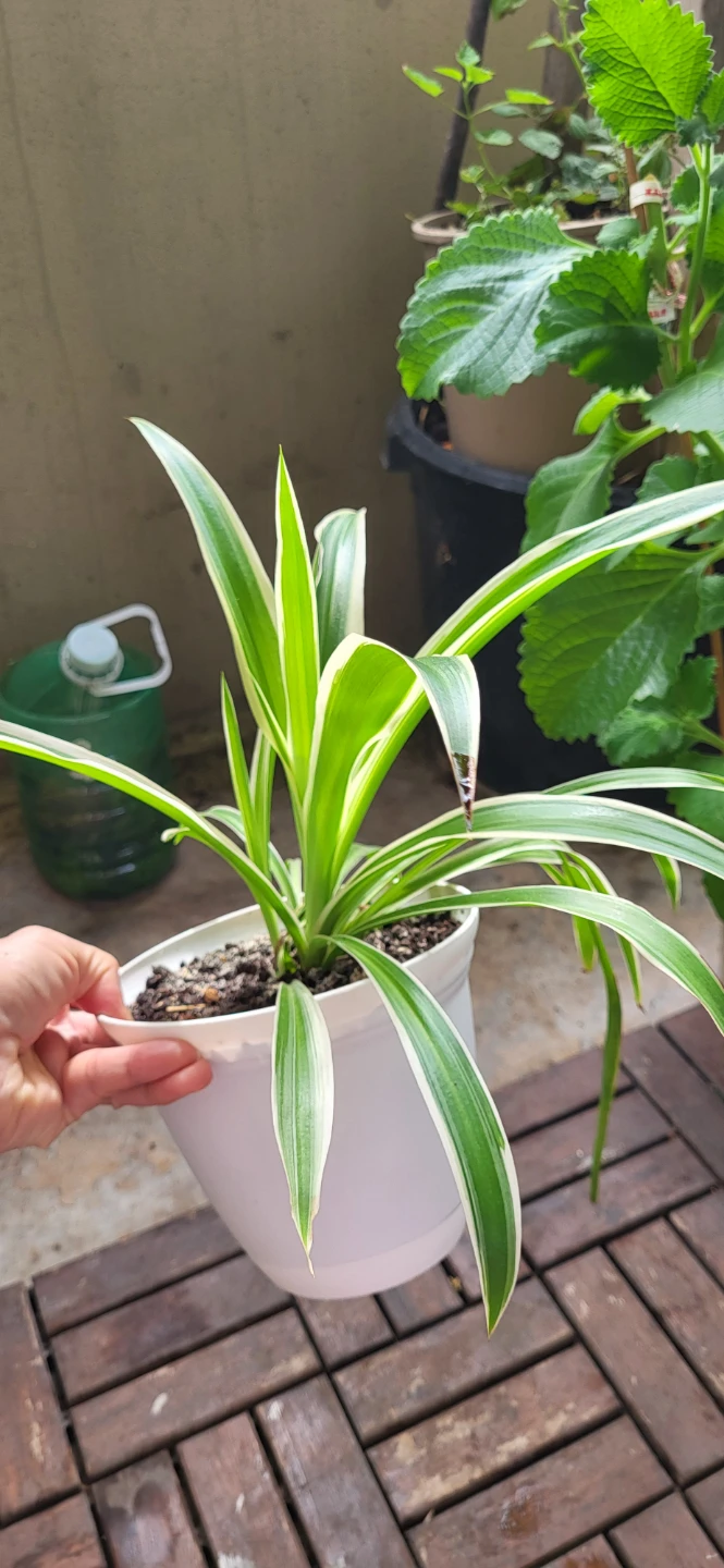 Spider Plant in White plastic pot - photo 3