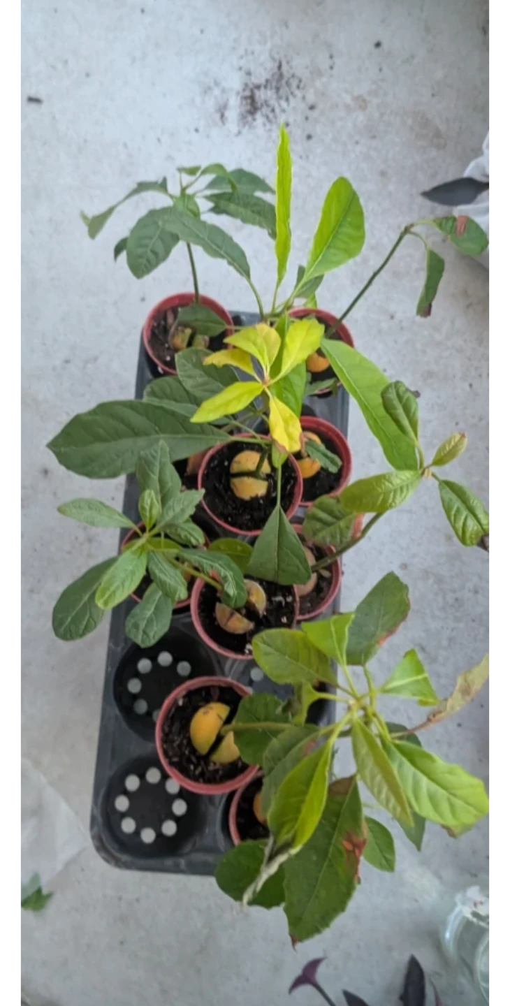 Tray of 10 Avocado Plants – Assorted Types Ready for Bonsai - photo 3
