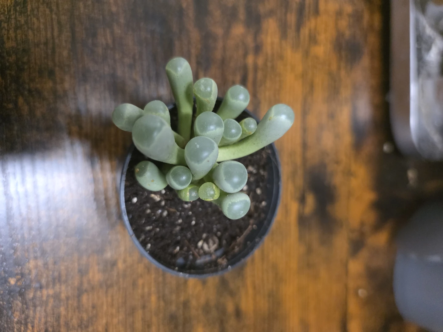 Baby Toes Succulent Plant