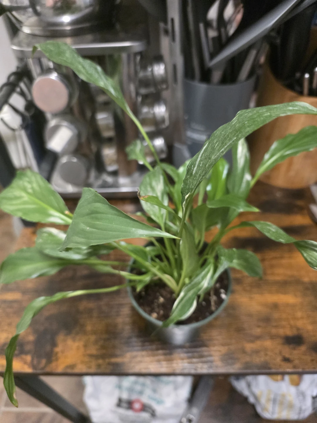Variegated Peace Lily/ regular peace Lily