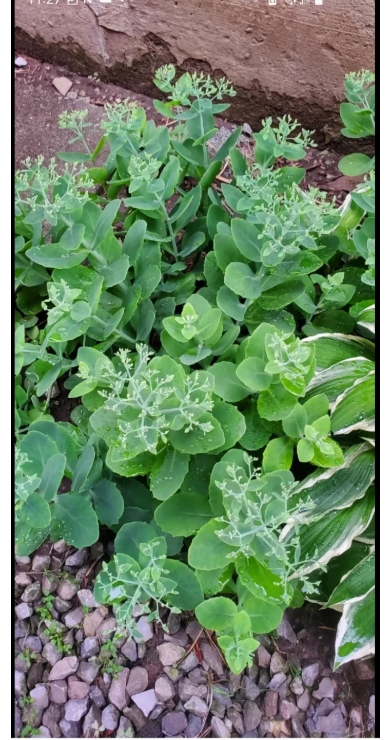 Sedum - photo 2