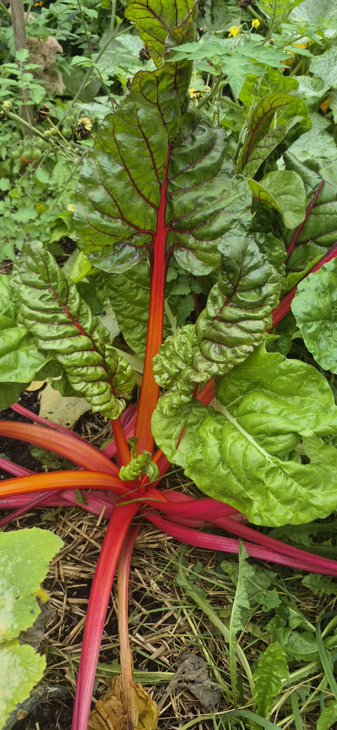 Veggies for sale - photo 5