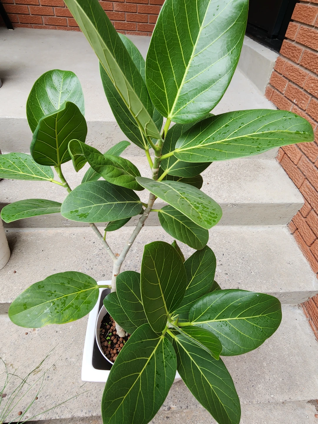 Ficus Audrey in White Pot - photo 3
