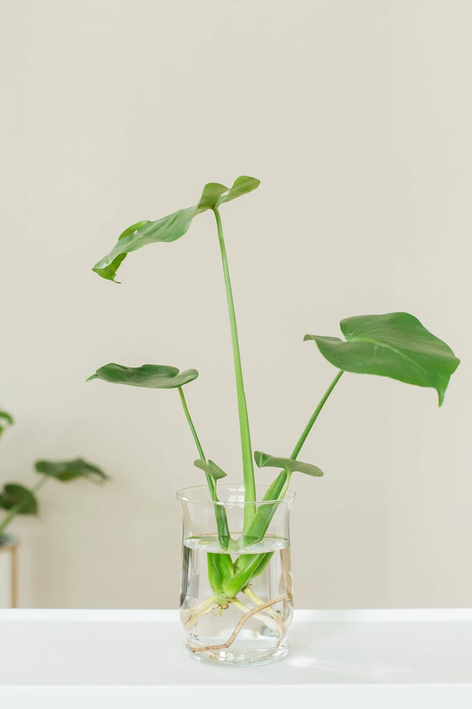 🌿 Monstera Deliciosa Houseplant Cuttings