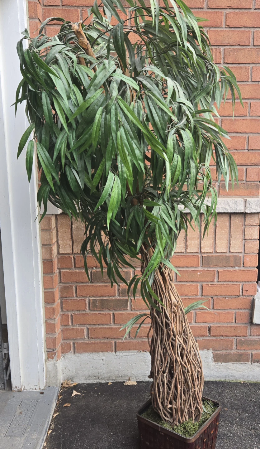 Decorative Plant
