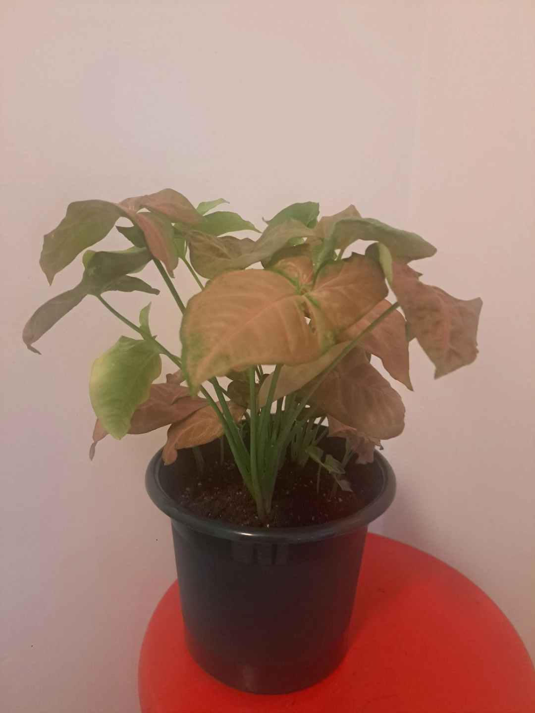 Syngonium Pink Houseplant