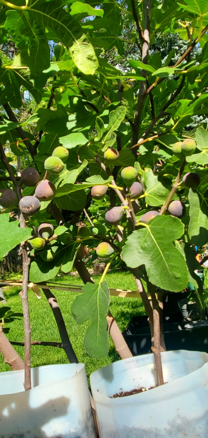 Fig plant🌳 - photo 2