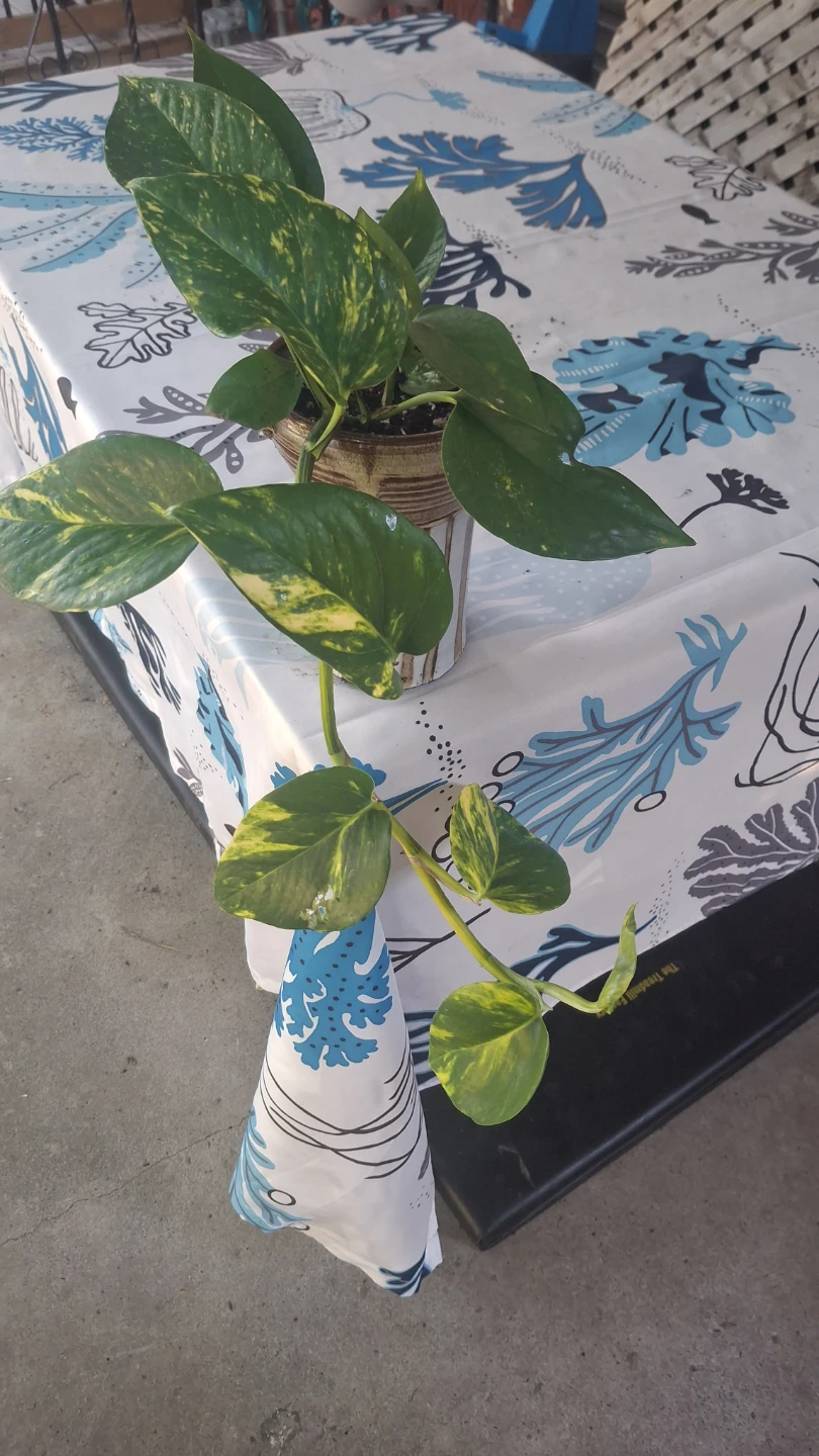 Pothos Plant in Striped Pot