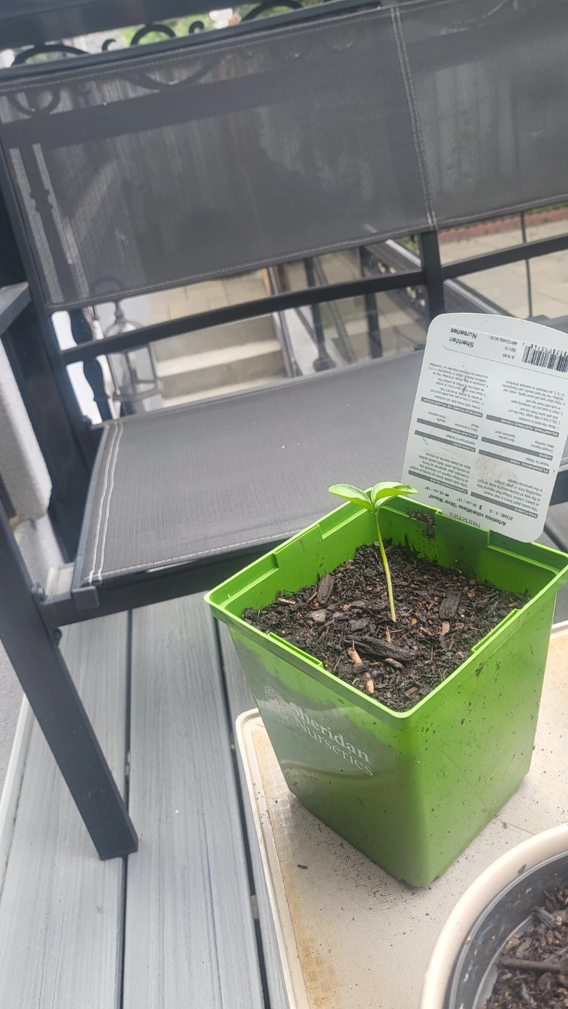 Lemon seedling - photo 2