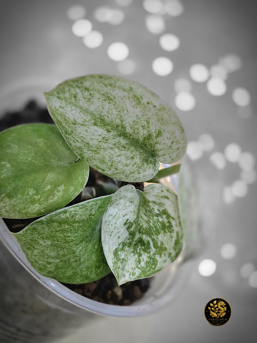 Scindapsus Keraton "Woven Refrain" - photo 3