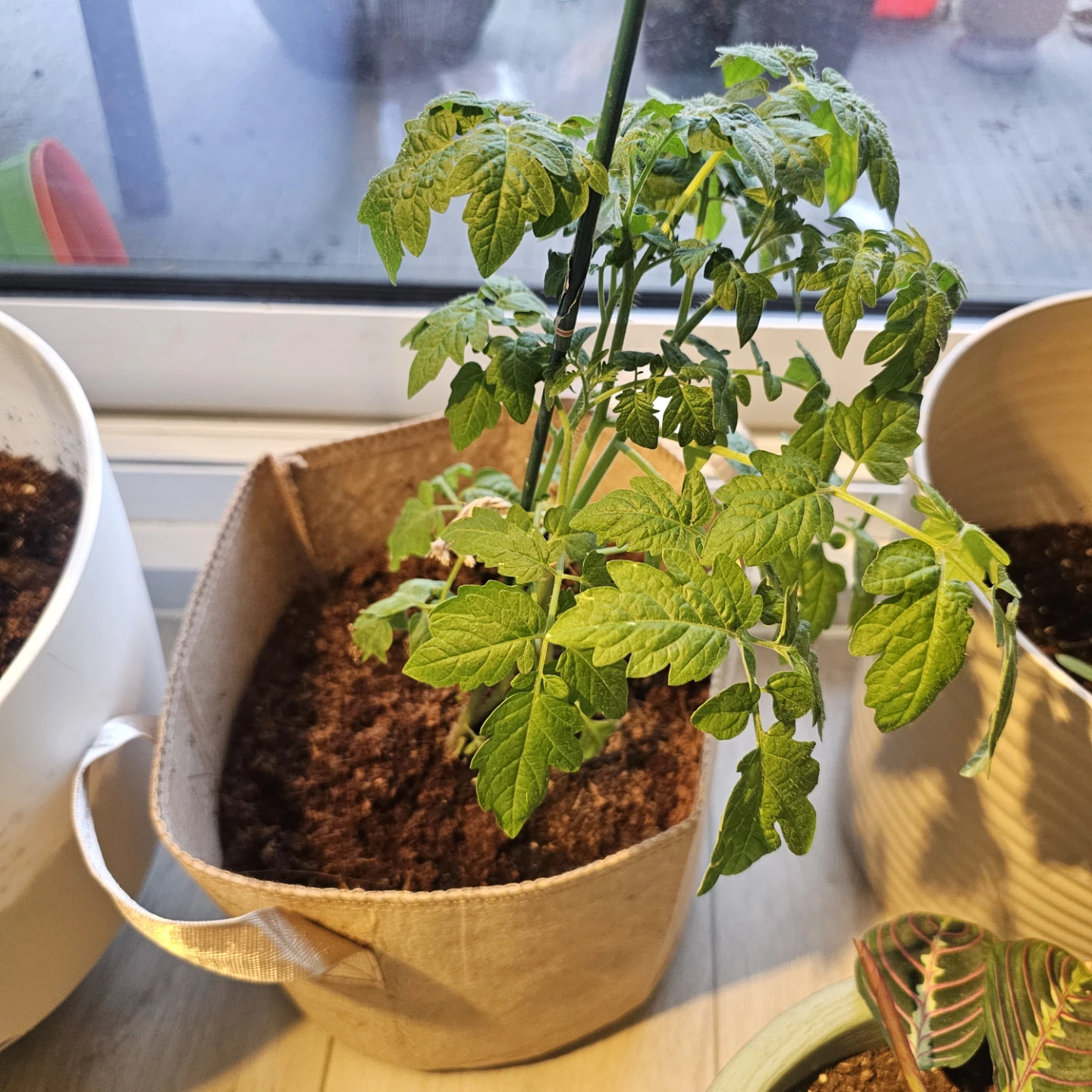 Tomato Seedlings in Planters - photo 2