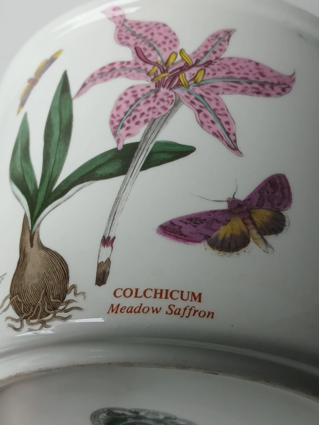 Portmeirion Botanic Garden Colchicum Pot. - photo 2