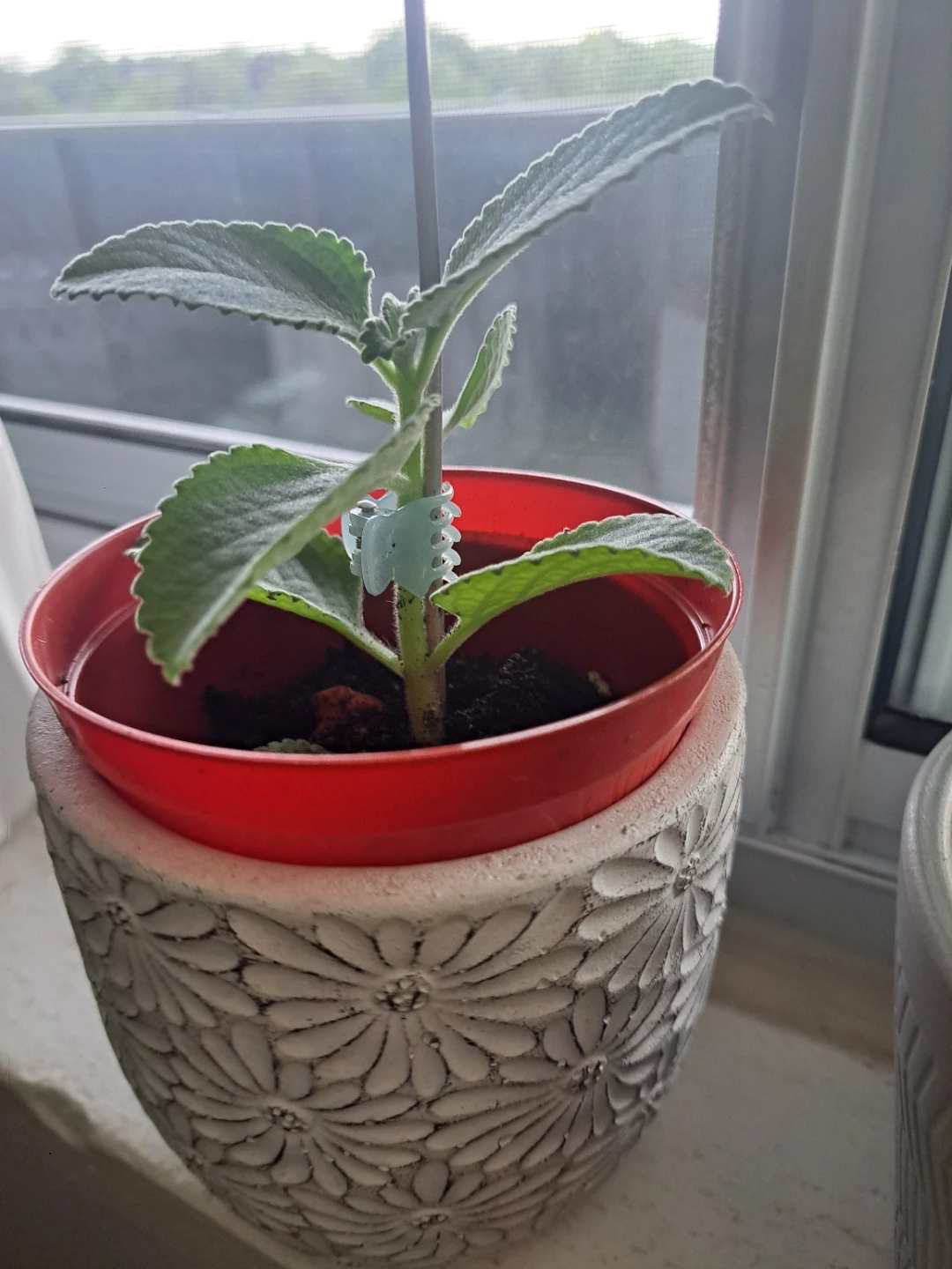 Mexican Mint/French thyme plant - photo 3