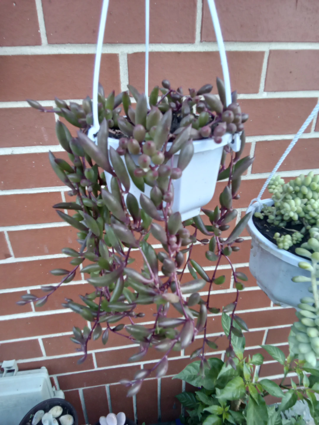Ruby Necklace Hanging Succulent 4" pot