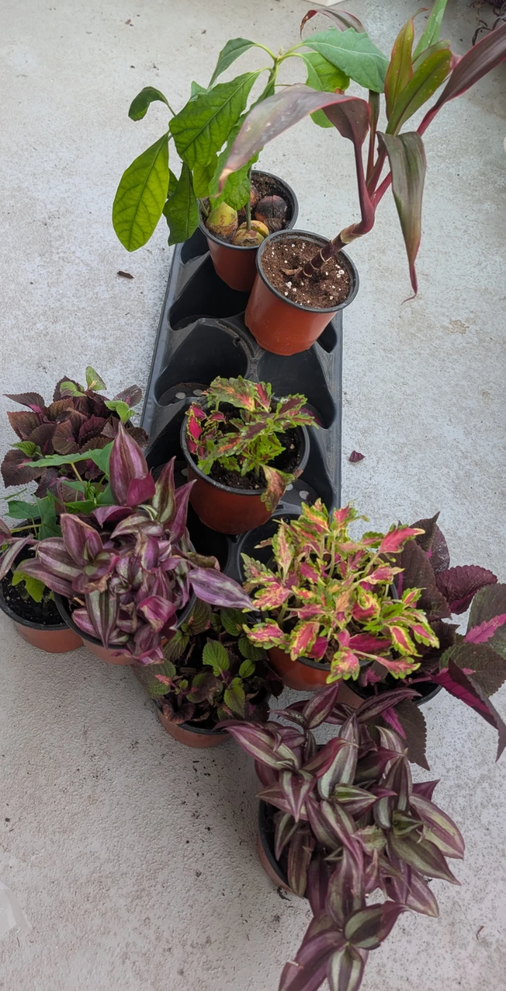 10 Potted Plants Tray, Avocado,Papaya,Cordyline,Coleus&Trades