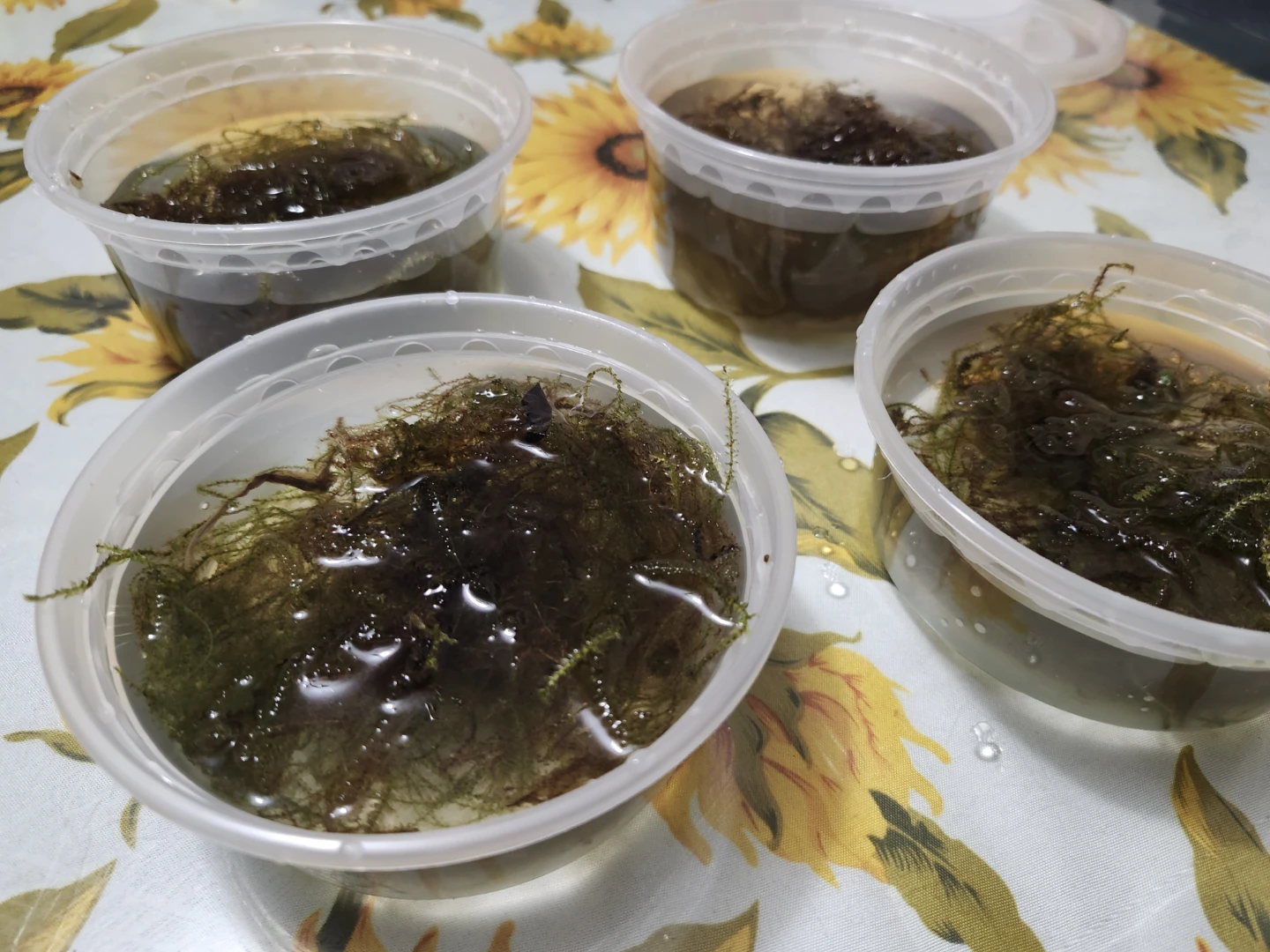 Aquarium Moss for aquariums and fish tanks - photo 5