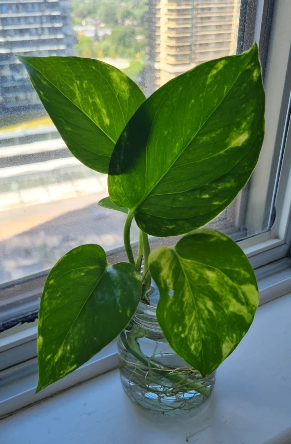 Healthy Rooted Golden Pothos in Glass Jar🌿🌿