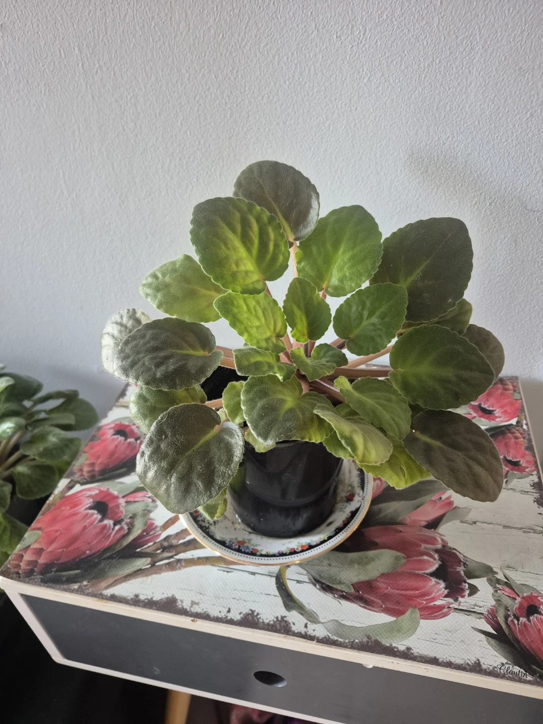 African Violet Plants – $4 Each