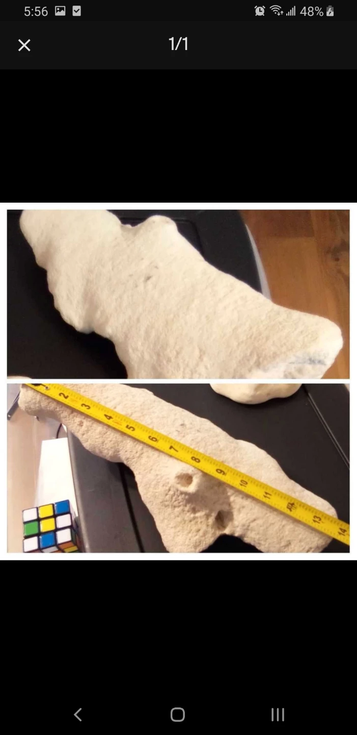Large piece of coral weighs 9.5lbs and measures 14 inches
