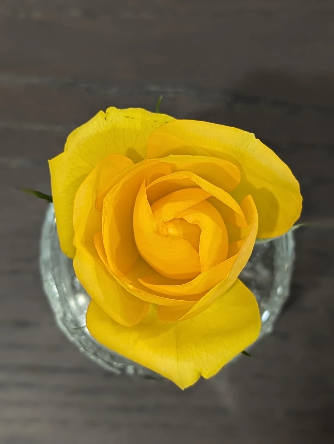 Live Yellow Rose Plant - photo 4